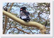 07IntoNgorongoro - 155 * Bateleur.